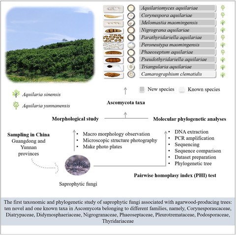 Diagram describing saprobic fungi associated with two native Chinese agarwood-producing tree species (Aquilaria sinensis and A. yunnanensis) in Guangdong and Yunnan provinces, China. Based on morphological characteristics, multigene phylogenetic analyses, and pairwise homoplasy index (PHI) test, 10 collections are introduced as one new genus – Aquilariomyces, nine new species – Aquilariomyces aquilariae, Corynespora aquilariae, Melomastia maomingensis, Nigrograna aquilariae, Parathyridariella aquilariae, Peroneutypa maomingensis, Phaeoseptum aquilariae, Pseudothyridariella aquilariae, and Triangularia aquilariae, and one known species – Camarographium clematidis, belonging to different families of Ascomycota, namely, Corynesporascaceae, Diatrypaceae, Didymosphaeriaceae, Nigrogranaceae, Phaeoseptaceae, Pleurotremataceae, Podosporaceae, and Thyridariaceae.
