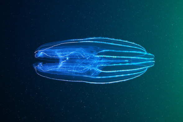 An example of a ctenophore (aka "comb jelly"). Source: https://www.flickr.com/photos/a_semenov/13660940584