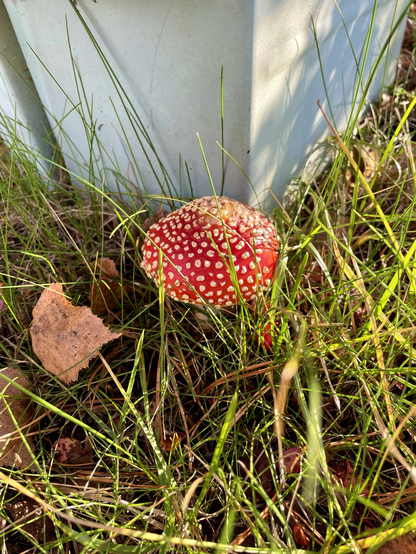 The fly agaric (Amanita muscaria) is a toxic mushroom with a bright red cap covered in white spots, a white stem, and a bulbous base. Found in woodlands, it is known for hallucinogenic properties and iconic appearance.