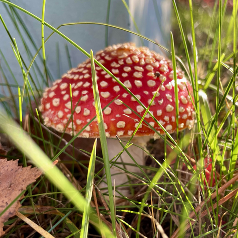 The fly agaric (Amanita muscaria) is a toxic mushroom with a bright red cap covered in white spots, a white stem, and a bulbous base. Found in woodlands, it is known for hallucinogenic properties and iconic appearance.