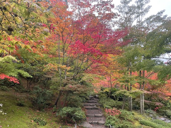  Steps of flat stones form a path through thin trees with brightly colored leaves of red, peach, orange, and green.