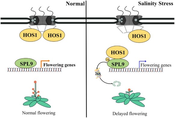 This diagram compares HOS1 function in Arabidopsis flowering under normal and salt stress conditions. Under salt stress, HOS1 ubiquitinates SPL9 for degradation to modulate salinity-delayed flowering.