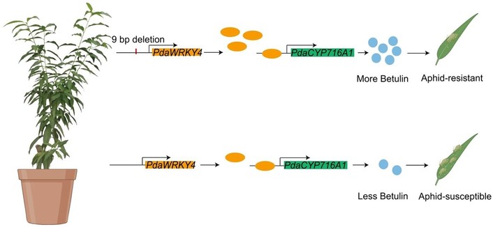 An annotated flow diagram illustrates how PdaWRKY4 regulates aphid resistance by promoting PdaCYP716A1-mediated anti-aphid metabolite betulin biosynthesis. 