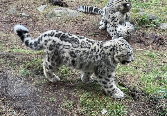 A ~3 feet long feline of thick white fur with black spots and outsized paws walks past two other leopards wrestling with one on its back and one pouncing