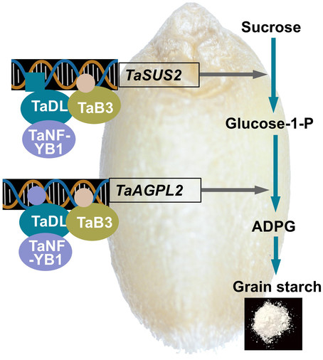 Image of a single grain of wheat with superimposed flow chart annotations illustrating how TaDL physically interacts with TaB3 and TaNF-YB1, binding directly to the promoter region of genes involving starch biosynthesis--promoting starch synthesis and improving grain quality. 