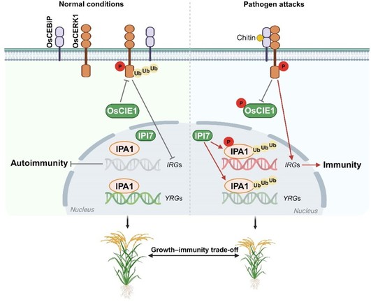 Regulation of the growth–immunity trade-off by non-proteolytic polyubiquitination of rice OsCERK1 and IPA1 by the E3 ligases OsCIE1 and IPI7 in rice