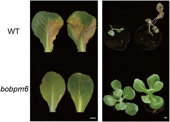 Morphological images comparing disease-challenged WT and bobpm6 mutant leaves and whole seedlings.