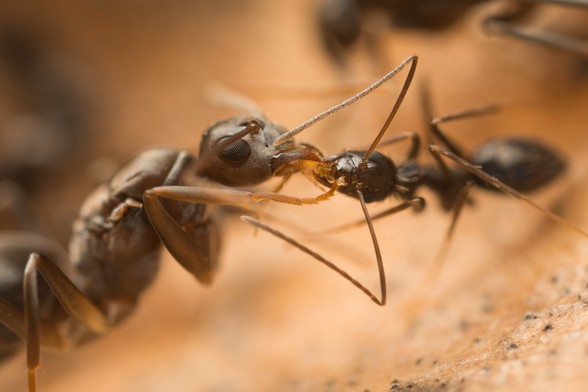 Two Paratrechina ants engaging in trophallaxis. Photo by François Brassard 