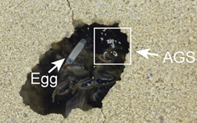 beewolf brood cell