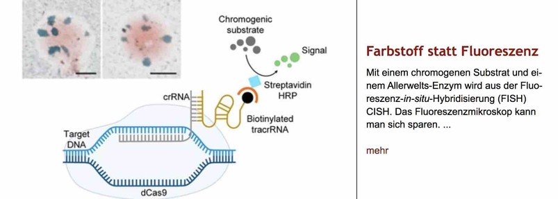 Schema, wie die neue Chromosomen-Analysemethode funktioniert. Rechts daneben Überschrift "Farbstoff statt Fluoreszenz" des im Post verlinkten Artikels, gefolgt von dessen Überschrift.