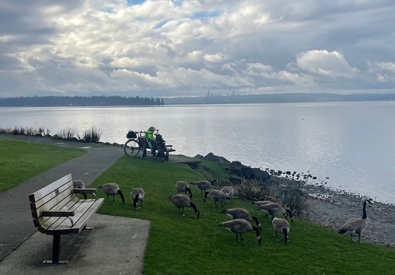 Marsh Park in Kirkland. A bike rider in a fluorescent jacket rests on a park bench next to a moody lake with the Seattle skyline in the background.  The foreground are a gaggle of geese picking at a green lawn.  A stop on the way around Lake Washington.