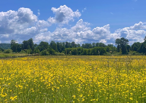 A long field of yellow flowering plants bordered by a copse of green trees under a blue sky with fluffy white clouds.  Near Carnation, WA.