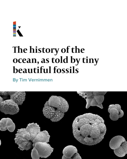 Black-and-white collage of beautiful small shells.