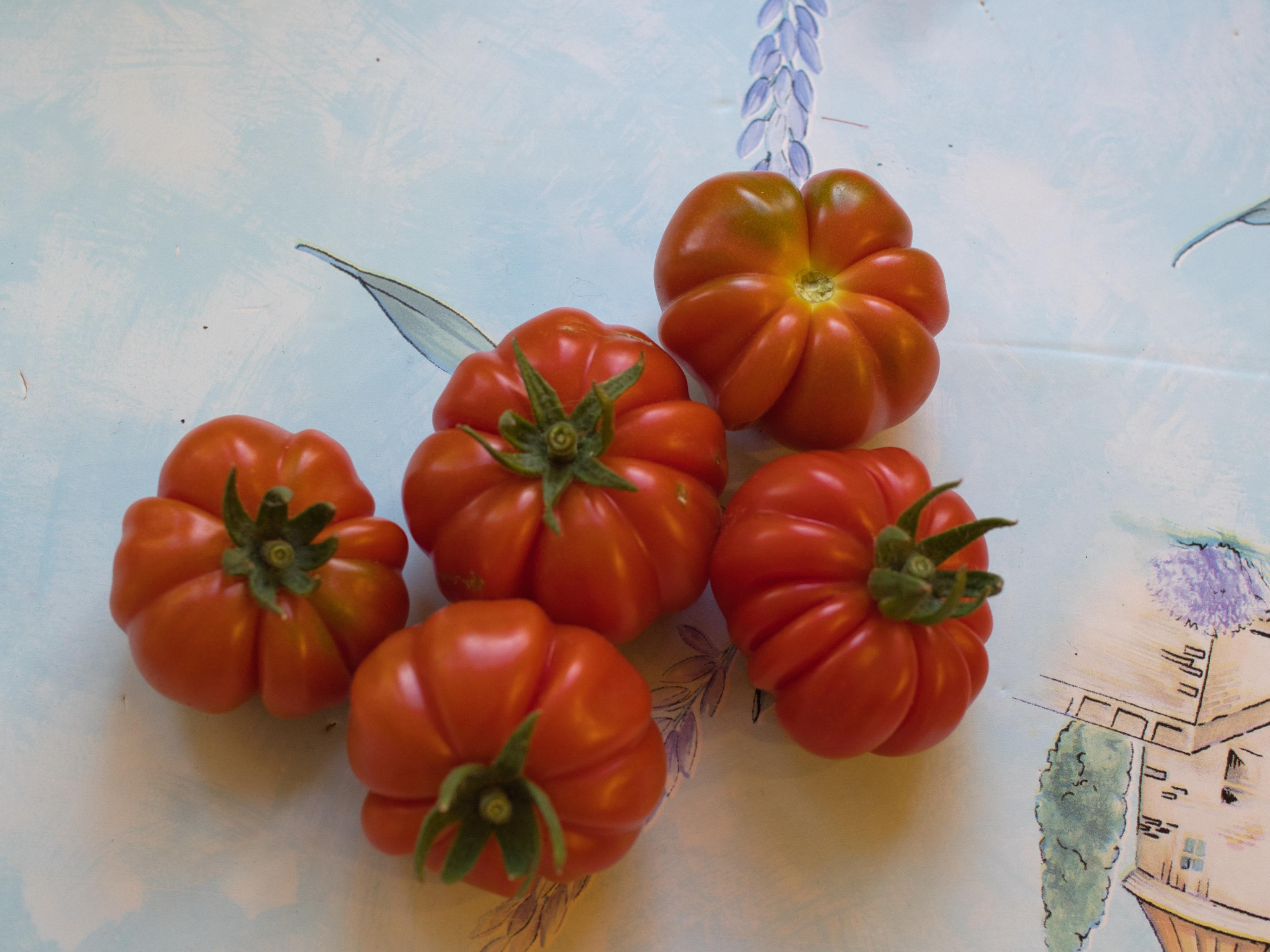 Five red tomatoes with deep pleats on a light blue tablecloth.
