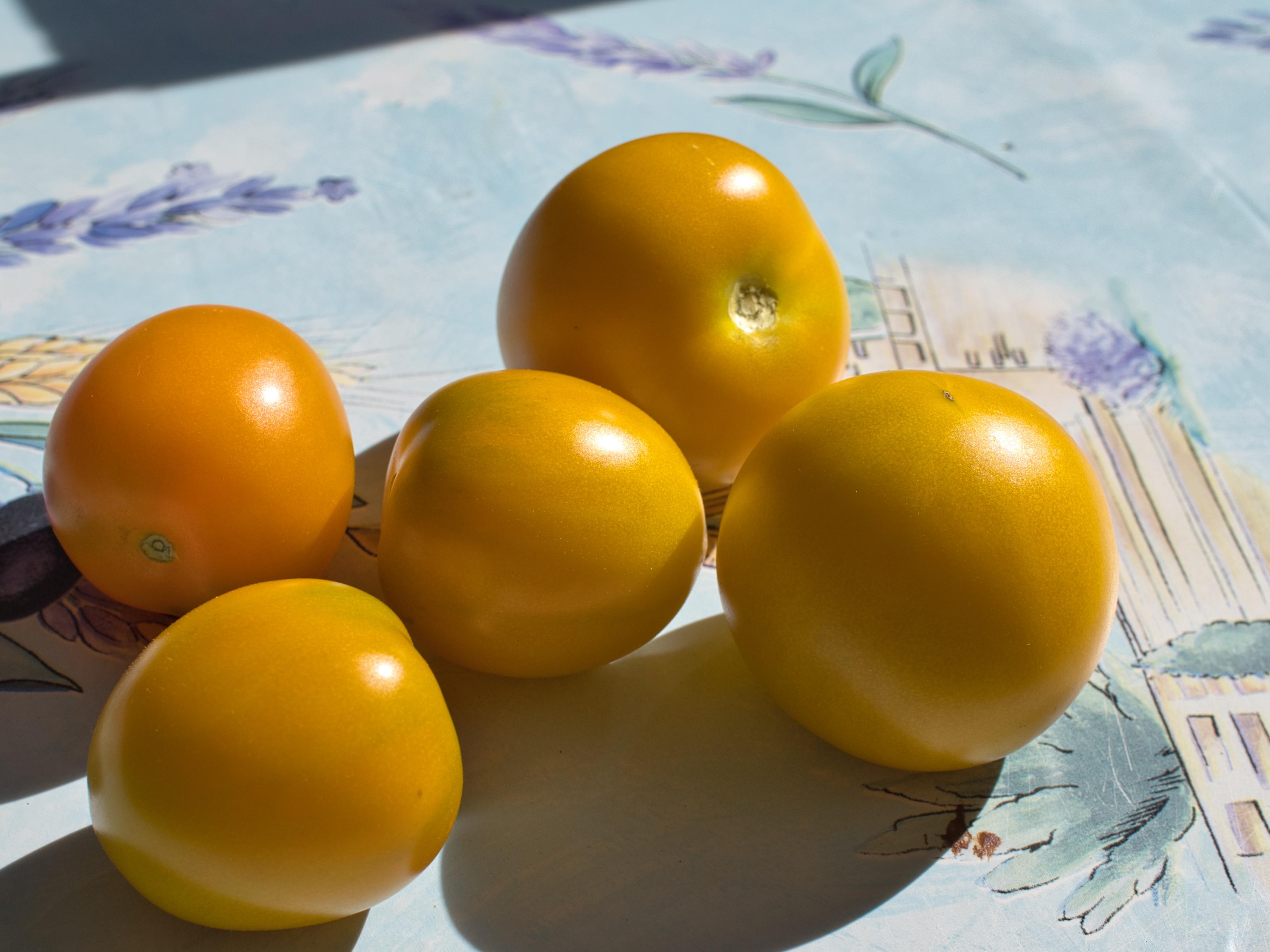 Five round tomatoes of yellow and orange on a light blue tablecloth in strong afternoon sun