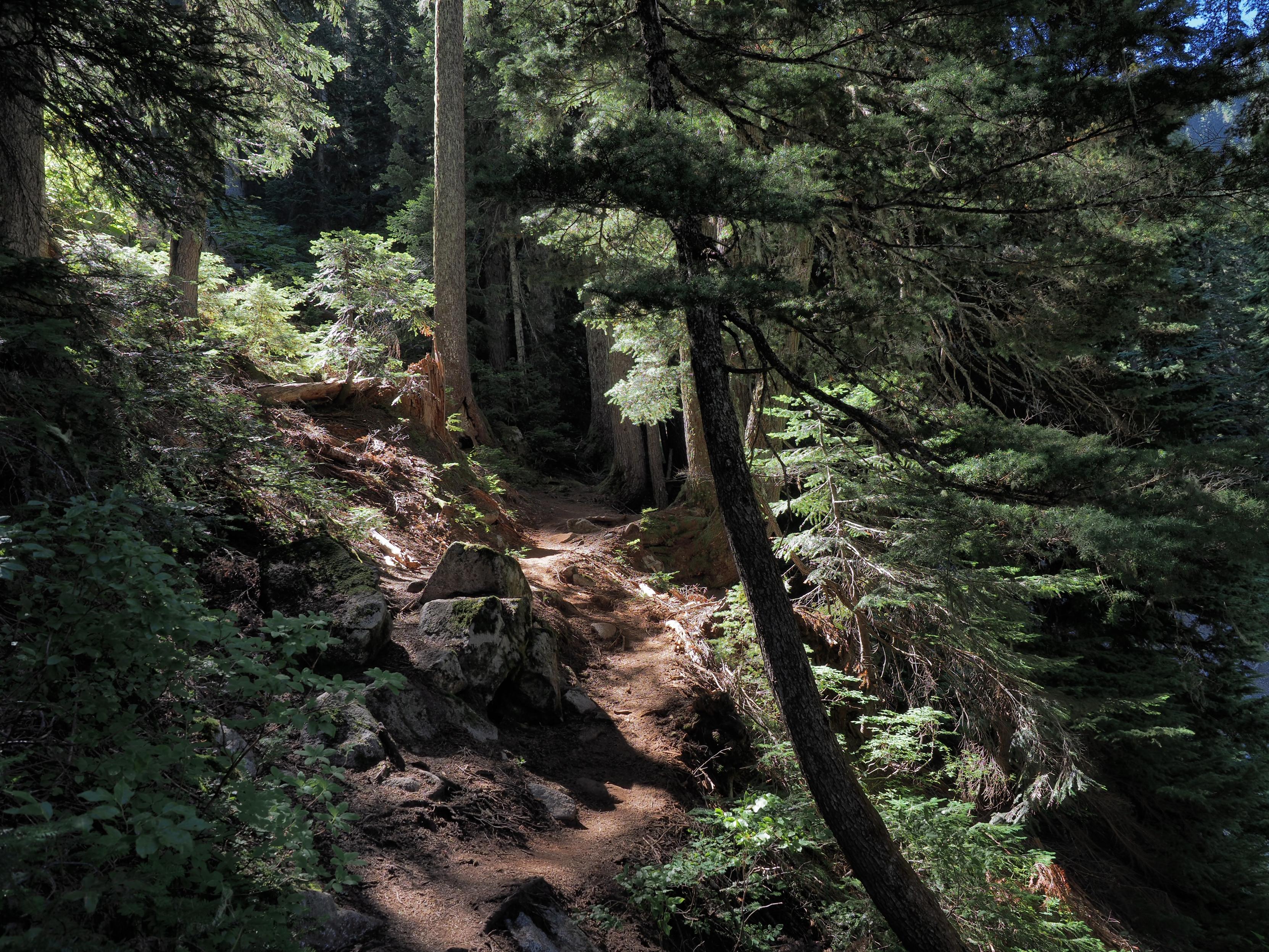 A dirt trail on a ridge above a steep slope with bright sunlight and dark shadows through the trees