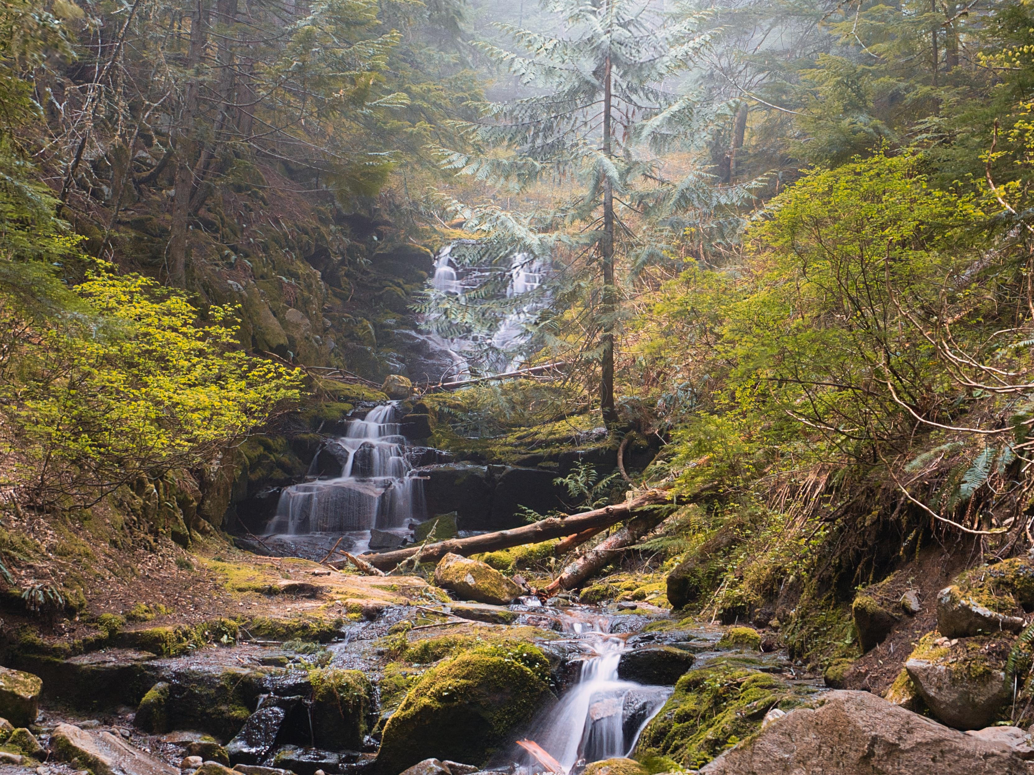 Water runs down a series flat black rocks in a narrow canyon surrounded by trees and moss and topped with fog descending the valley.  This is a long exposure to capture the flowing water.